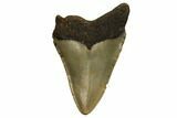 Fossil Megalodon Tooth - North Carolina #186596-1